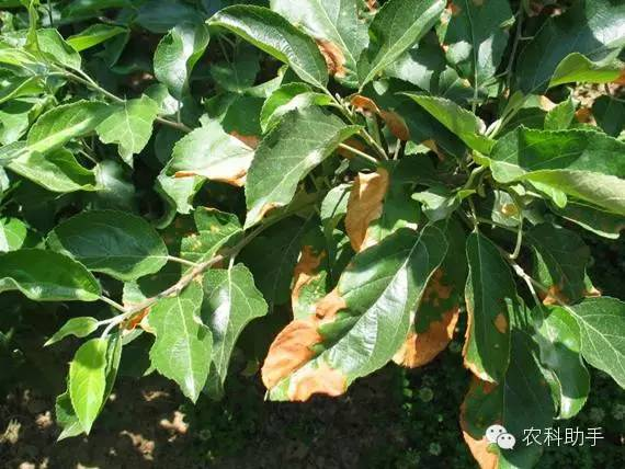 蘋(píng)果圓斑根腐病怎么辦？司普沃教您一招有效預(yù)防