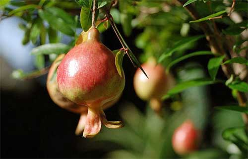 番石榴立枯?。ǜ煽莶。┰趺捶乐?？司普沃為您解決