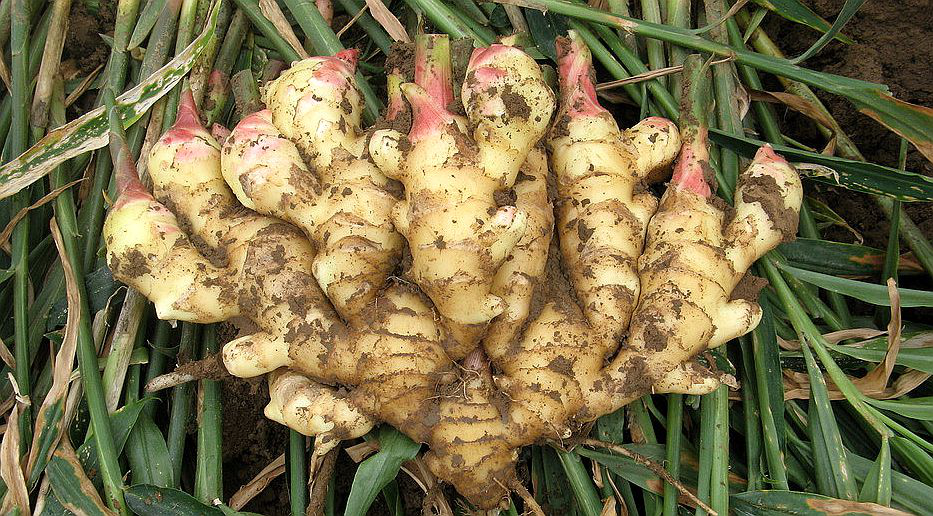 大姜想獲得高產(chǎn)，但死棵嚴(yán)重怎么辦？司普沃來(lái)幫您