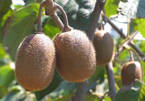 獼猴桃葉子盛、坐果少，什么原因？與司普沃一起尋找答案