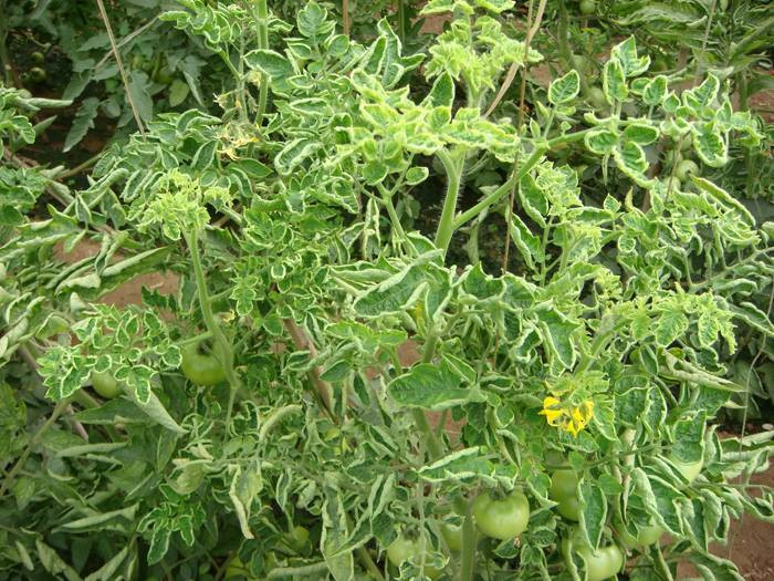 西紅柿卷葉是什么原因？應該怎樣防治？與司普沃一起來看看