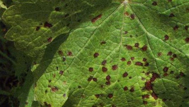 司普沃淺談葡萄大褐斑病的危害與防治技術