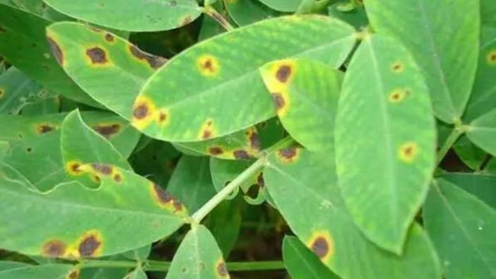 司普沃淺談獼猴桃褐斑病發(fā)病規(guī)律及防治技術