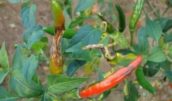 司普沃淺談辣椒炭疽病防治技術與管理