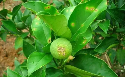 柑橘疫霉病有哪些癥狀？疫霉病發(fā)病原因是什么？司普沃為您解答