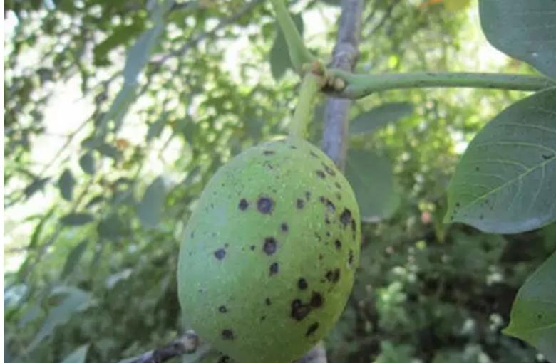 司普沃淺談芒果細(xì)菌性角斑病及防治建議