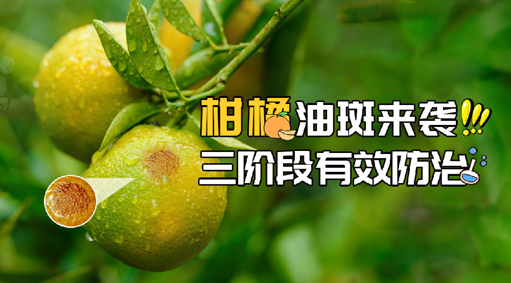 司普沃淺談柑橘油斑病的田間癥狀、誘發(fā)原因及預(yù)防措施
