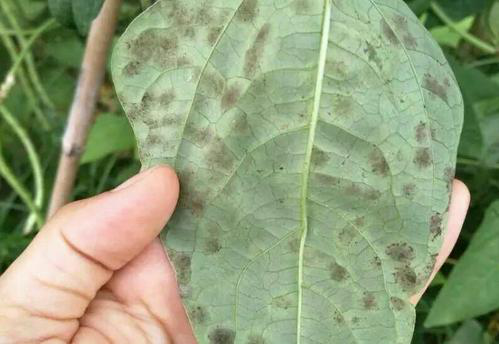 司普沃淺談豆角葉霉病的為害癥狀、發(fā)生原因及防治措施