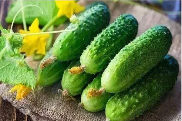 想要黃瓜優(yōu)質(zhì)生長，需要考慮哪些因素，與司普沃一起討論討論