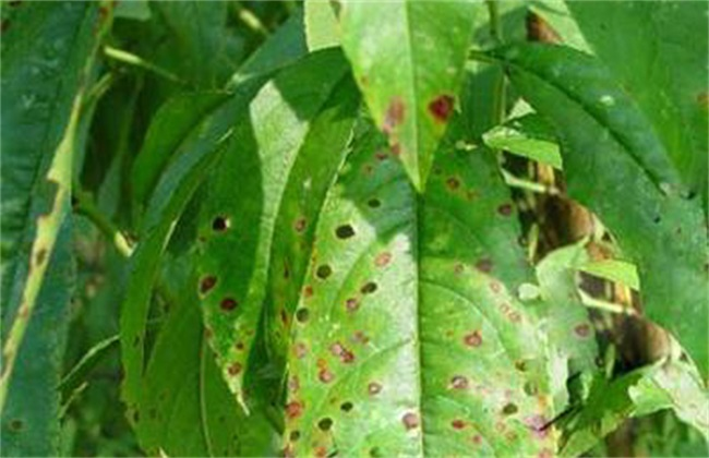 司普沃淺談桃樹炭疽病的癥狀、病原、發(fā)生規(guī)律及防治措施