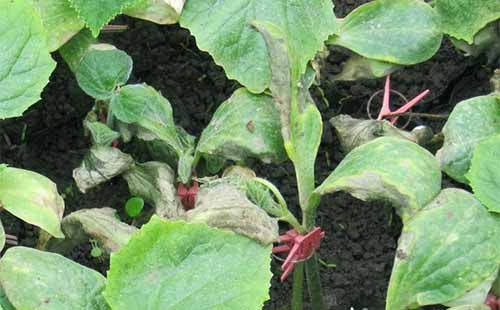 司普沃淺談茄子早疫病的發(fā)生癥狀、發(fā)病規(guī)律及綜合防治措施