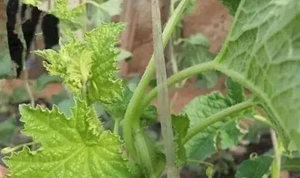 蔬菜缺硼如何進行補救？司普沃告訴您