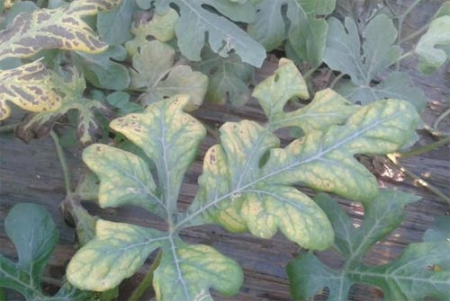 司普沃淺談西瓜缺素癥防治技術與管理