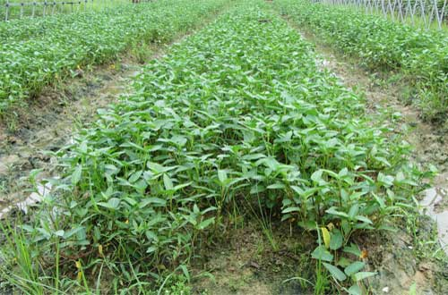 司普沃淺談空心菜炭疽病的危害癥狀、發(fā)病原因及防控措施