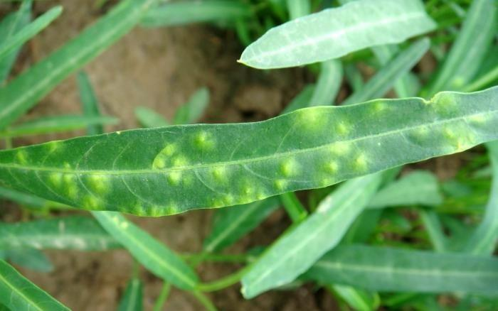 司普沃淺談空心菜白銹病的癥狀、病原、發(fā)生規(guī)律及防治技術