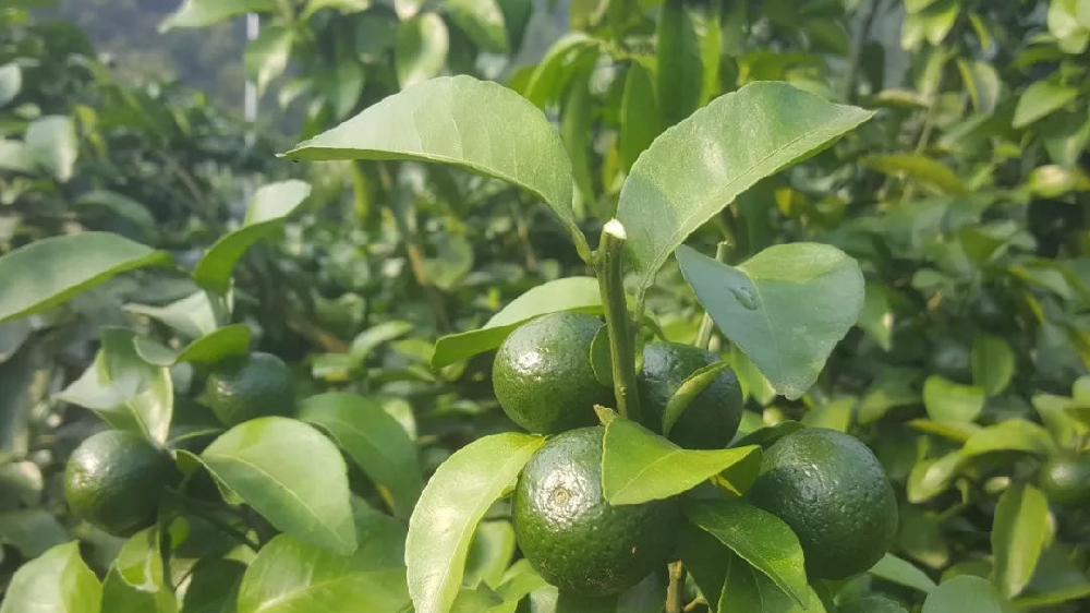 砂糖橘秋梢竟不老熟！這危害夠受嗎？司普沃來幫您