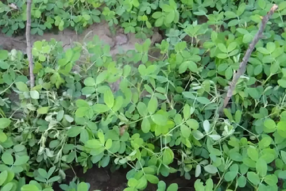 花生青枯病嚴重化怎么辦？別急，司普沃為您解答