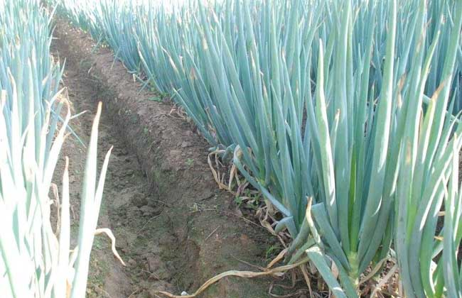 大蔥霜霉病的癥狀是什么？如何防治大蔥霜霉??？ 司普沃給出了答案。