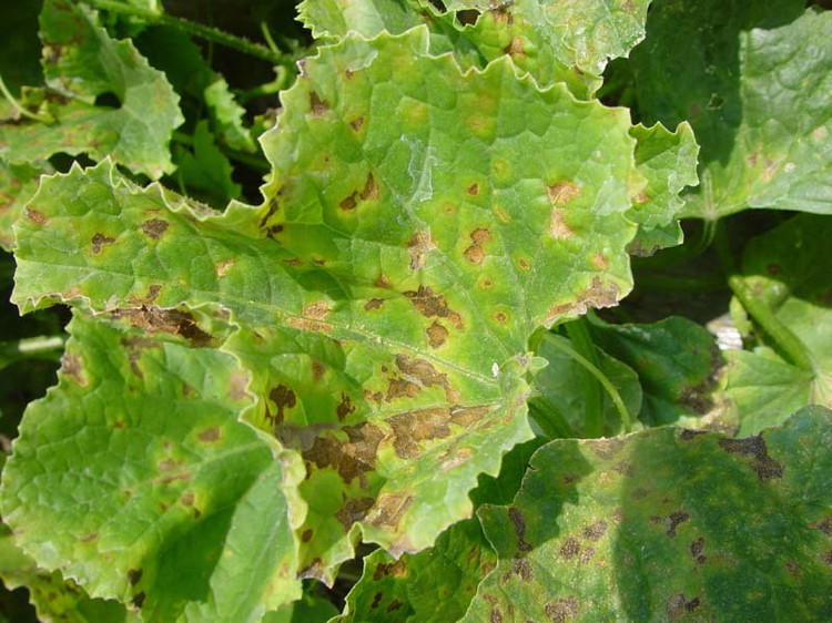 哈密瓜細菌性葉斑病如何防治？司普沃為您解答