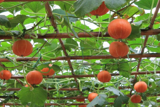 想要南瓜長得好，施肥這點要知道