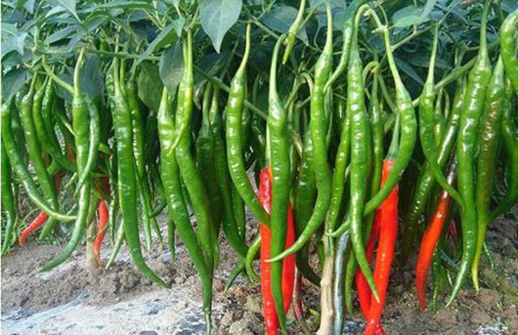溫室大棚辣椒出現(xiàn)死棵，趕快找原因和方法！司普沃幫您減少損失