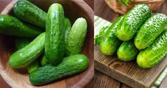 黃瓜秧子細(xì)需要施用什么肥？如何施用？司普沃為您解答