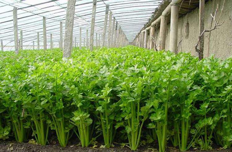 芹菜得了斑枯病，別急，司普沃為您解答