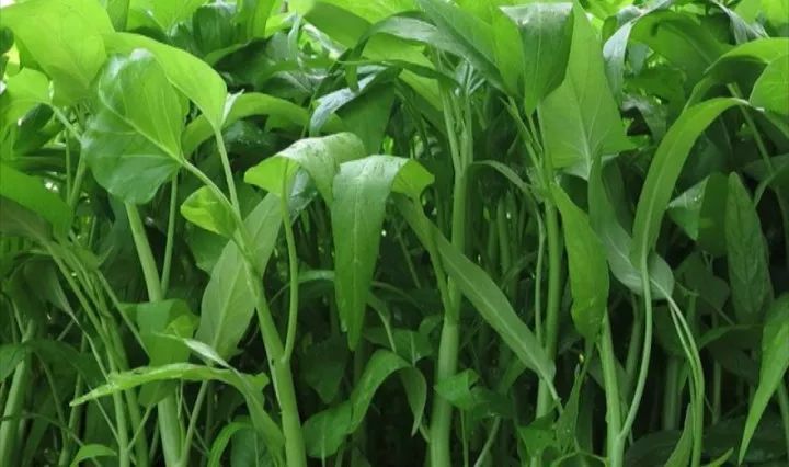 空心菜炭蛆病有哪些癥狀？應(yīng)當(dāng)如何防治？下面司普沃為您解答
