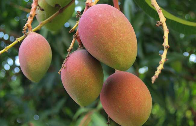 11月份，芒果的管理重點(diǎn)是哪些？司普沃帶您了解