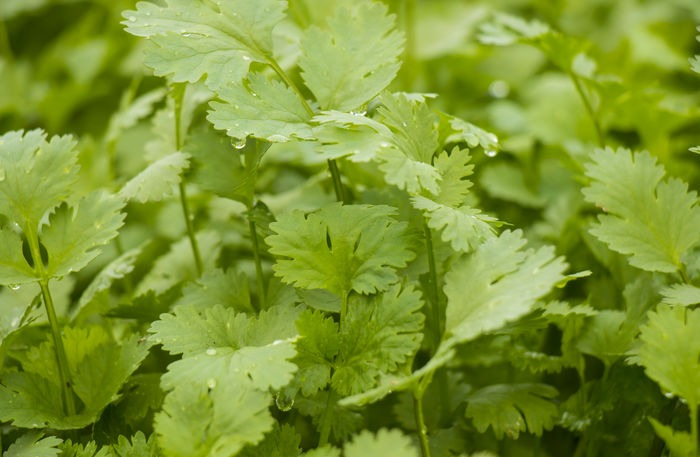 香菜產量高不高，就看水肥管理好不好，速看司普沃這篇文章