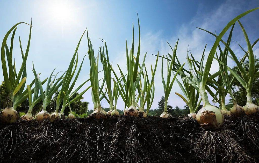 根系受損了，作物必定減產！與司普沃尋找原因和方法