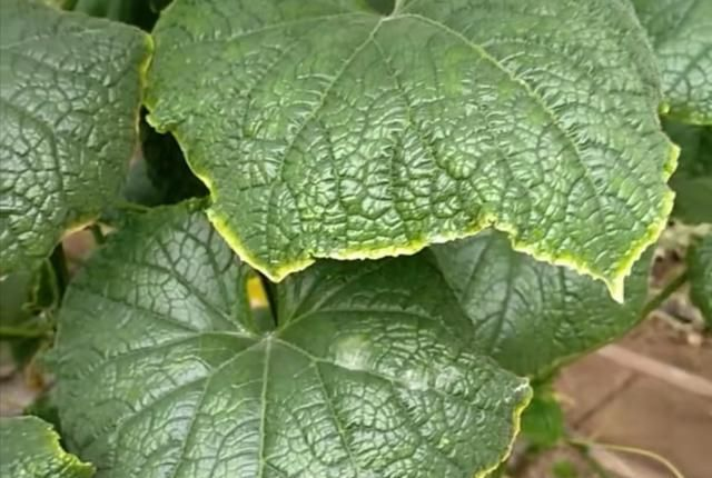 黃瓜“鑲了金邊”，這是什么原因？司普沃來教您有效解決