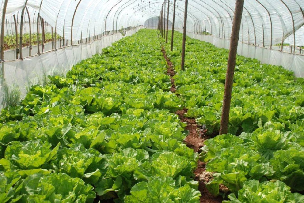 冬季蔬菜生長緩慢，這該怎么辦？司普沃來幫您