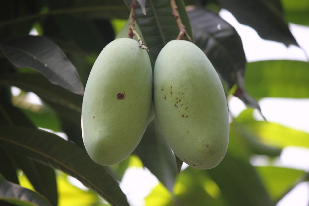 芒果補鈣竟這么重要，你補鈣了嗎？司普沃提醒大家要給芒果補鈣了