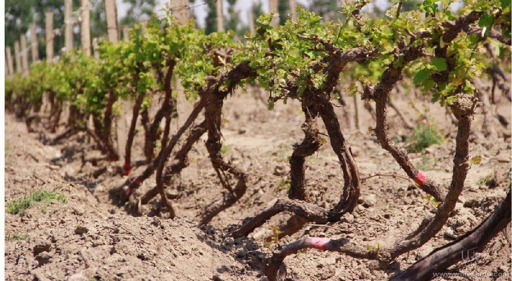 種葡萄卻對葡萄根系不了解，能種好嗎？司普沃邀您一起來暢聊