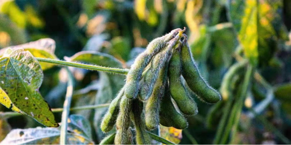 作物為什么會凍傷？被凍傷后再預(yù)防有效嗎？與司普沃一起來探討