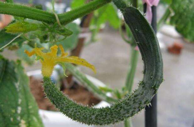 黃瓜中后期早衰現(xiàn)象多發(fā)，如何來防治，司普沃告訴您