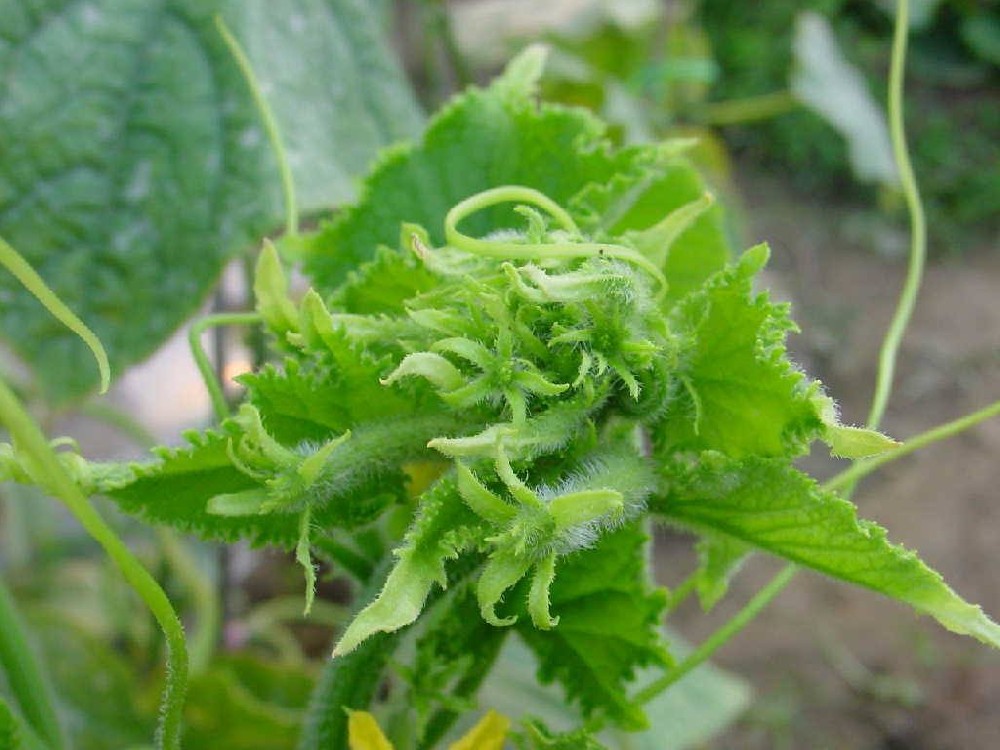 黃瓜出現(xiàn)花打頂？怎么辦？司普沃這5種辦法可補救