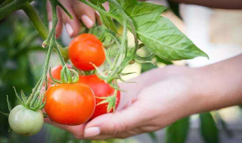 番茄死苗爛棵原因分析及對策，速看司普沃這篇文章