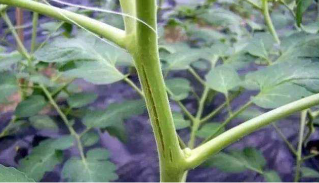 番茄嫩莖開裂，糟糕的事情發(fā)生了，怎樣來(lái)預(yù)防它