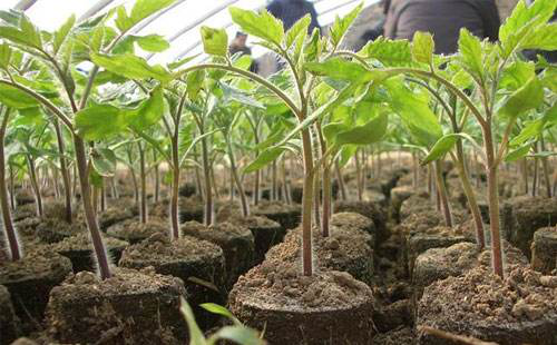 番茄苗期徒長(zhǎng)，你的預(yù)防措施，對(duì)嗎…