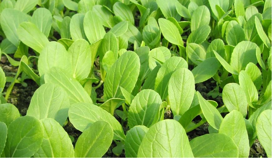 小白菜長(zhǎng)得好不好，關(guān)鍵看這4點(diǎn)，簡(jiǎn)單又高產(chǎn)