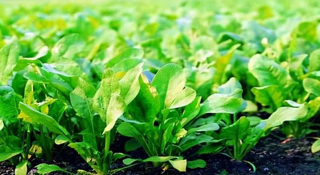 葉面追肥要用到點(diǎn)上，才能起到*大效果，勿做無(wú)用功