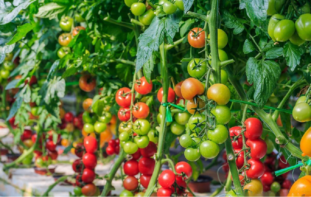 種植中為什么要施用鈣硼肥，鈣硼肥很重要嗎？一起來(lái)看答案