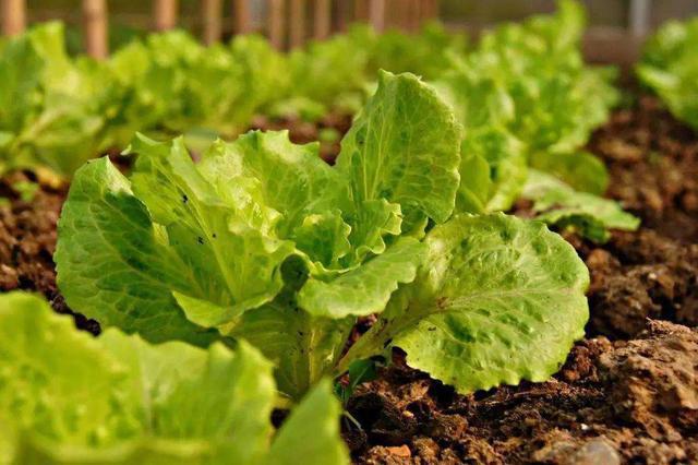 【注意】蔬菜種植中葉片容易發(fā)黃，這3方面問(wèn)題要注意了