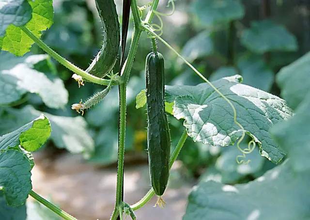 黃瓜結(jié)瓜盛期歇茬了，什么原因，如何治