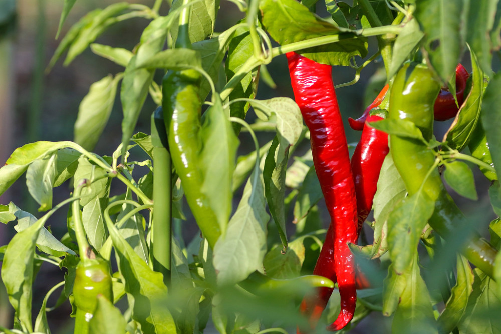 辣椒出現(xiàn)落花落果，原因和防治方法來了，速看