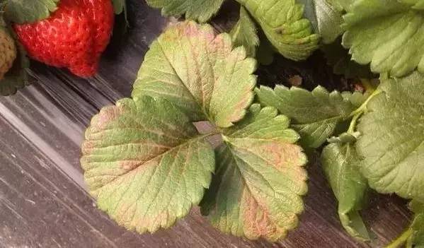 草莓葉片發(fā)紅，不容忽視，看看怎么防治