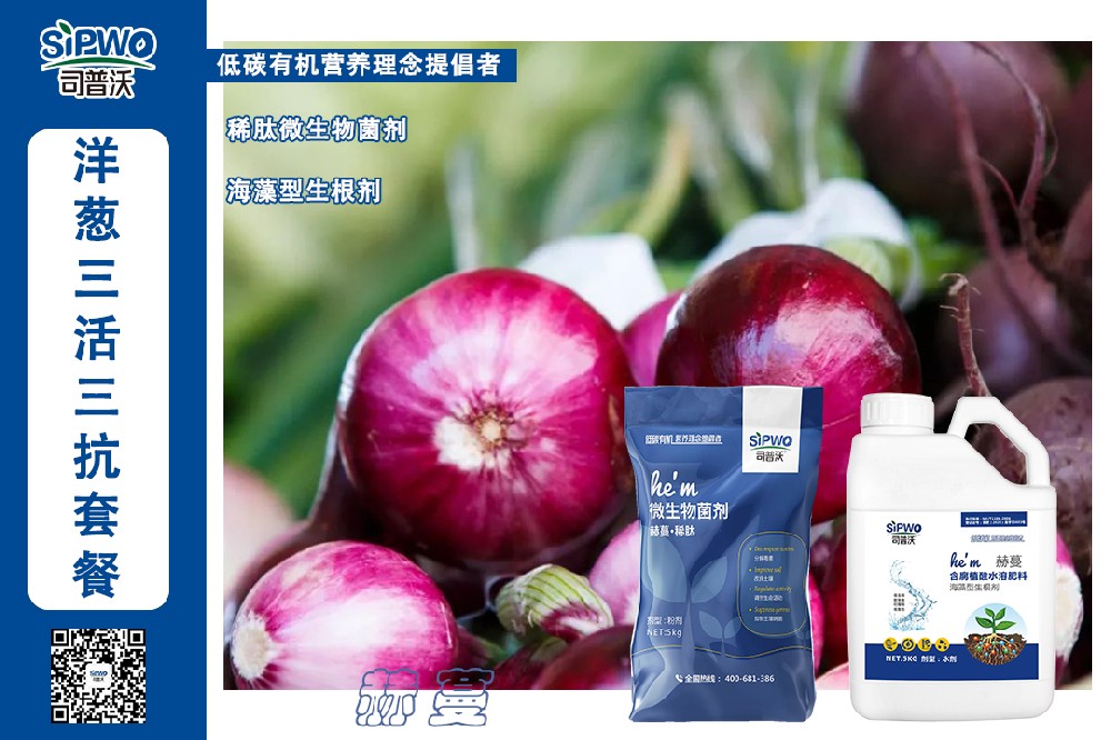 掌握這幾點洋蔥高產(chǎn)栽培技術(shù)，產(chǎn)量翻一番