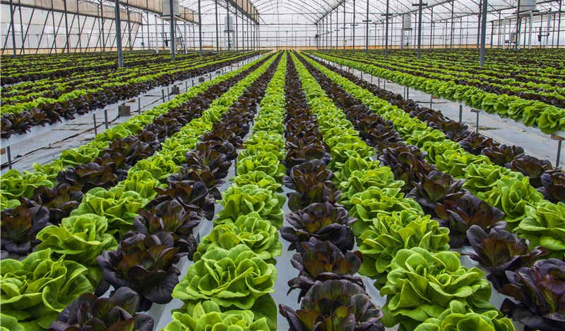 【速看】低溫環(huán)境下，蔬菜定植要注意什么